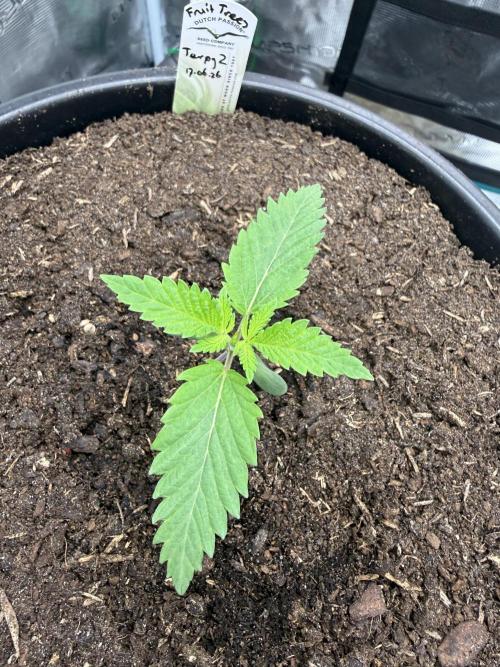 G3.2.26 - TerpyZ Fruit Trees. Week 1 - 26.06