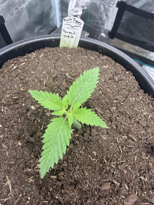 G3.2.26 - TerpyZ Fruit Trees. Week 1 - 27.06