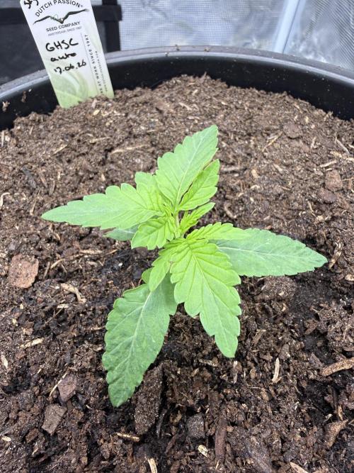 G4.2.26 - GHSC Skywalker. Week 2 - 30.06