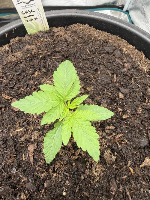 G4.2.26 - GHSC Skywalker. Week 2 - 01.07