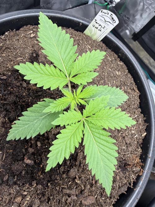 G3.2.26 - TerpyZ Fruit Trees. Week 2 - 29.06