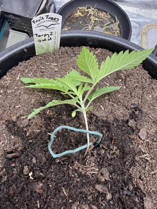 G3.2.26 - TerpyZ Fruit Trees. Week 2 - 30.06 Bend…