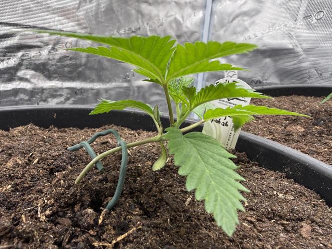 G3.2.26 - TerpyZ Fruit Trees. Week 2 - 01.07 …and snap!