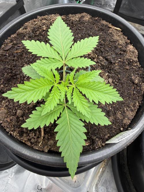 G3.2.26 - TerpyZ Fruit Trees. Week 2 - 01.07