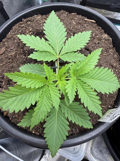 G3.2.26 - TerpyZ Fruit Trees. Week 2 - 02.07