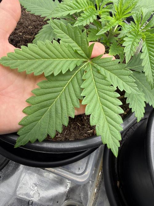G3.2.26 - TerpyZ Fruit Trees. Week 3 - 05.07 Leaf shaped kinda like a cute bug!