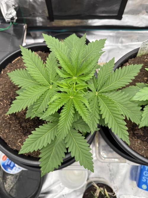 G3.2.26 - TerpyZ Fruit Trees. Week 3 - 07.07