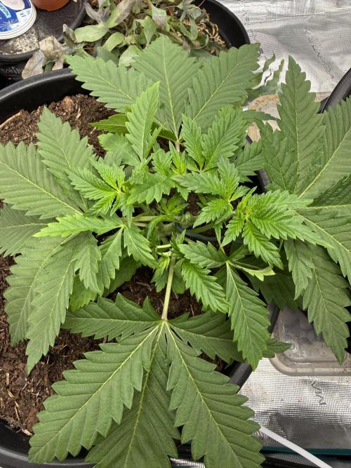 G3.2.26 - TerpyZ Fruit Trees. Week 3 - 08.07 Topped