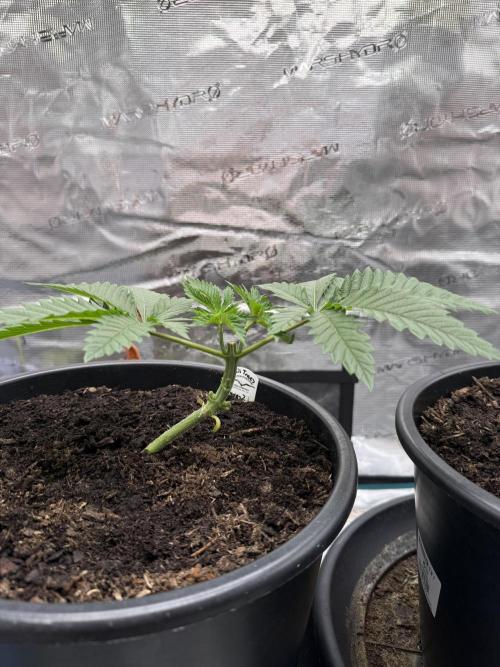 G3.2.26 - TerpyZ Fruit Trees. Week 3 - 10.07