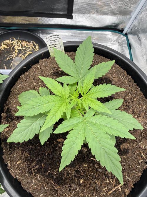 G4.2.26 - GHSC Skywalker. Week 3 - 06.07