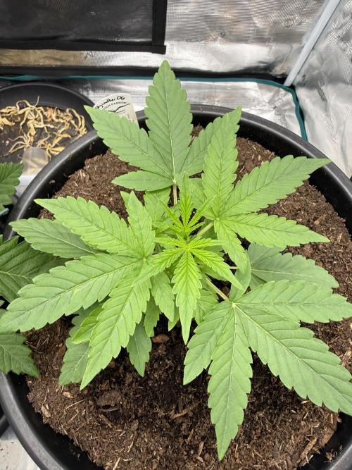 G4.2.26 - GHSC Skywalker. Week 3 - 07.07