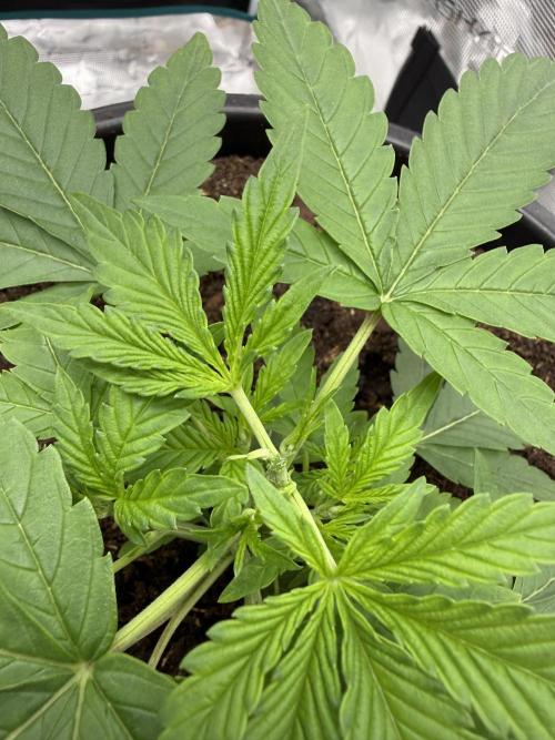 G4.2.26 - GHSC Skywalker. Week 3 - 08.07