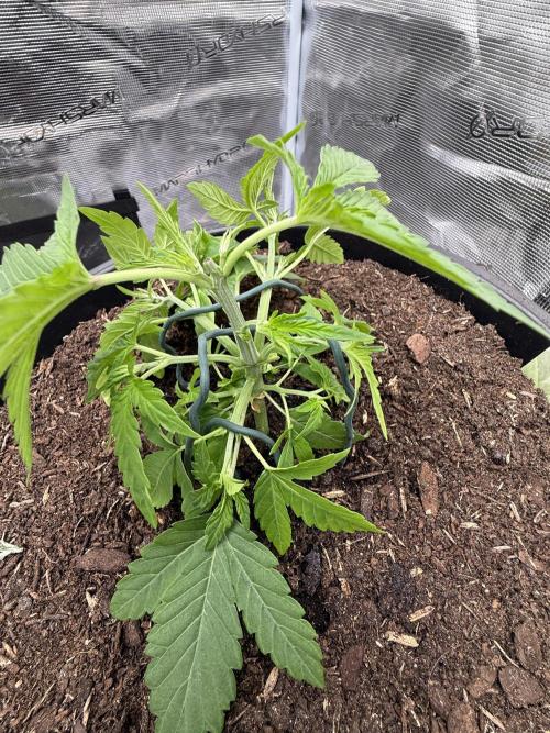 G4.2.26 - GHSC Skywalker. Week 3 - 09.07