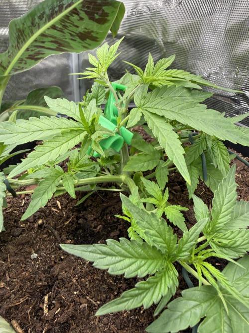 G4.2.26 - GHSC Skywalker. Week 4 - 13.07