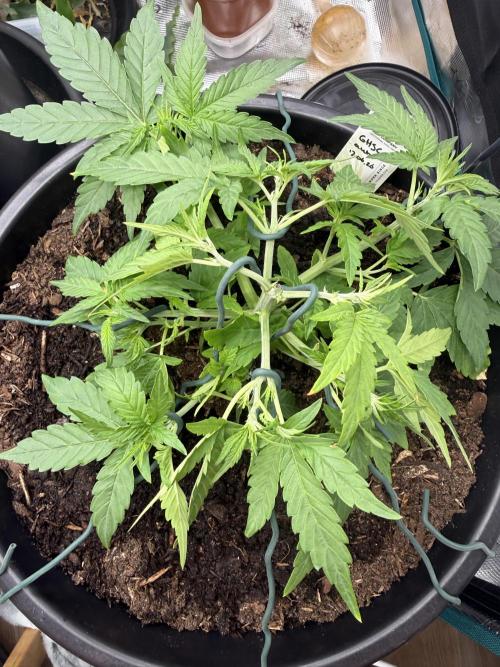 G4.2.26 - GHSC Skywalker. Week 4 - 14.07