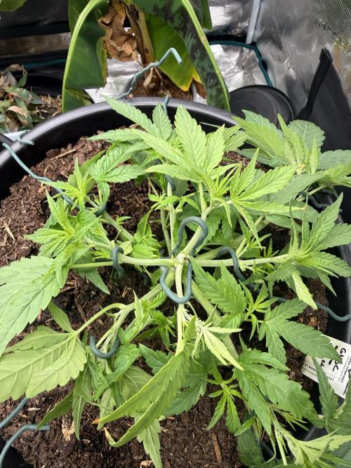 G4.2.26 - GHSC Skywalker. Week 4 - 15.07