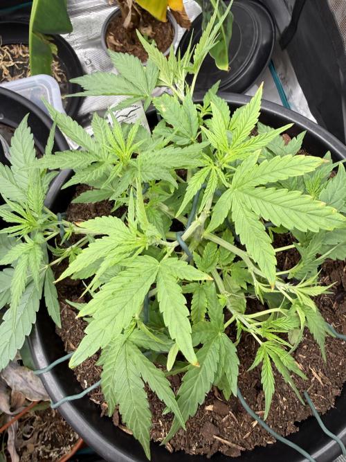 G4.2.26 - GHSC Skywalker. Week 4 - 16.07