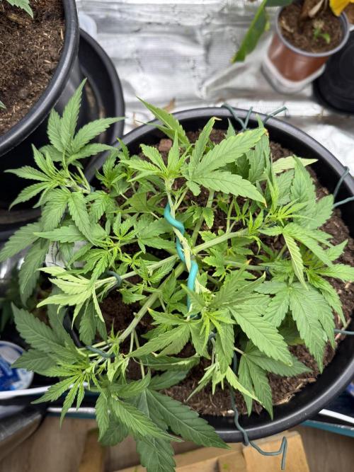G4.2.26 - GHSC Skywalker. Week 4 - 17.07 Top view