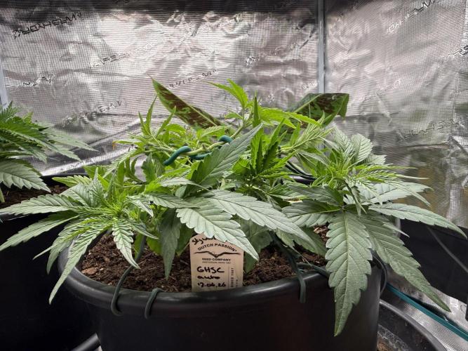 G4.2.26 - GHSC Skywalker. Week 4 - 17.07 Side view