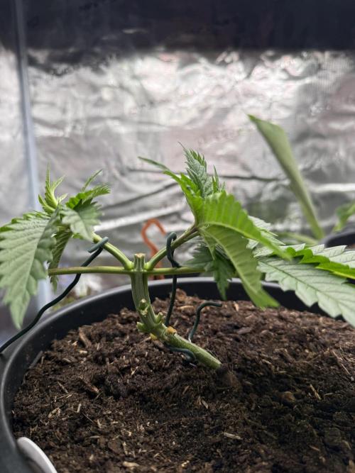 G3.2.26 - TerpyZ Fruit Trees. Week 4 - 12.07 Side view