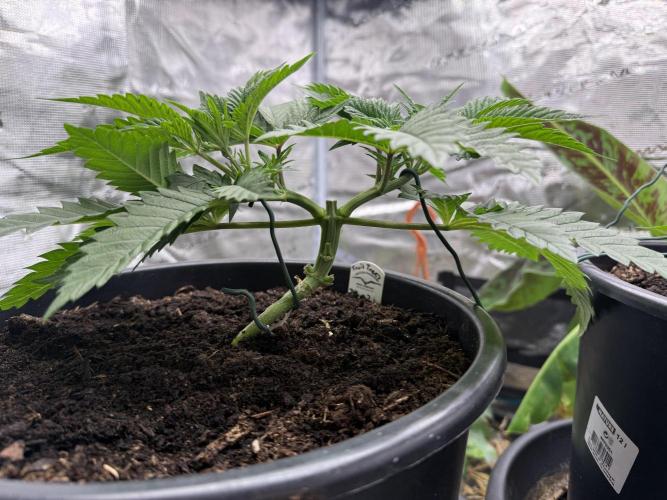 G3.2.26 - TerpyZ Fruit Trees. Week 4 - 14.07