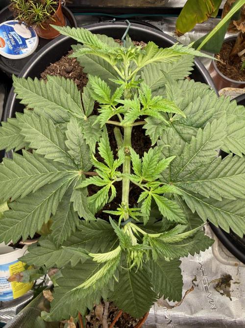 G3.2.26 - TerpyZ Fruit Trees. Week 4 - 16.07 Soooo close!