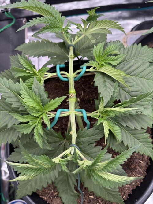 G3.2.26 - TerpyZ Fruit Trees. Week 4 - 17.07 Second cut, for eight nodes total