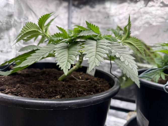 Fruit Trees. Week 4