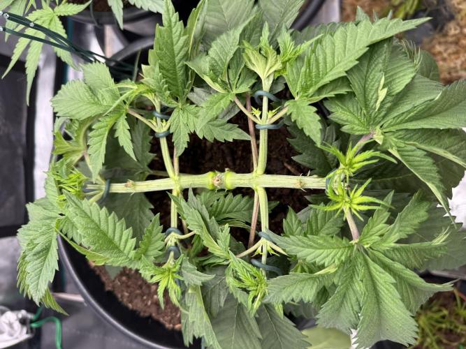 G3.2.26 - TerpyZ Fruit Trees. Week 5 - 19.07