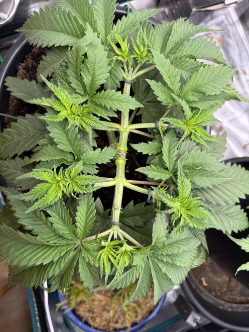 G3.2.26 - TerpyZ Fruit Trees. Week 5 - 20.07