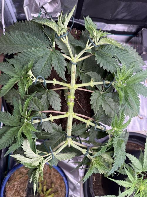 G3.2.26 - TerpyZ Fruit Trees. Week 5 - 24.07