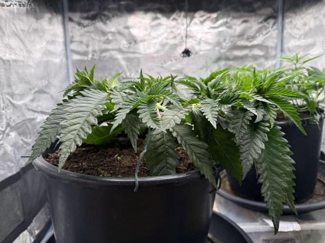 G3.2.26 - TerpyZ Fruit Trees. Week 5 - 24.07