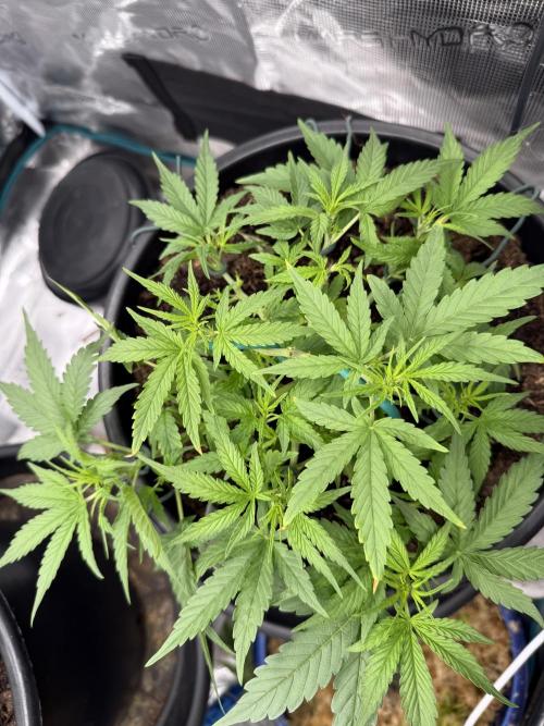 G4.2.26 - GHSC Skywalker. Week 5 - 18.07