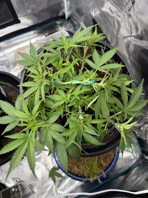G4.2.26 - GHSC Skywalker. Week 5 - 19.07