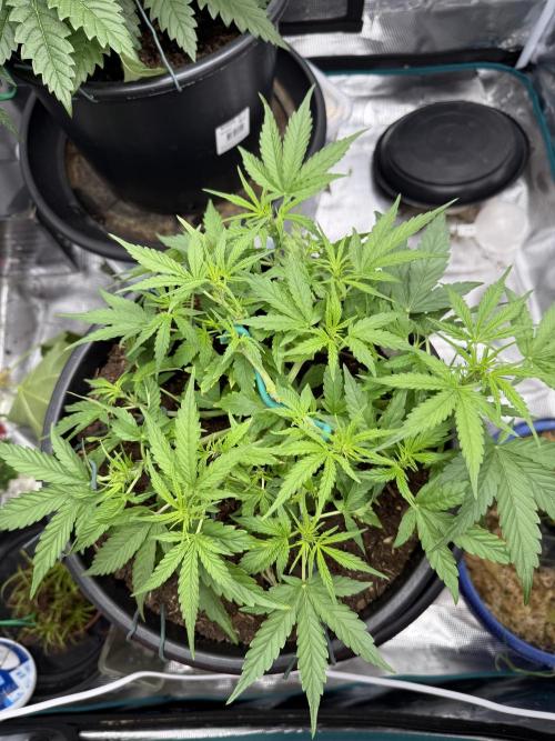 G4.2.26 - GHSC Skywalker. Week 5 - 20.07
