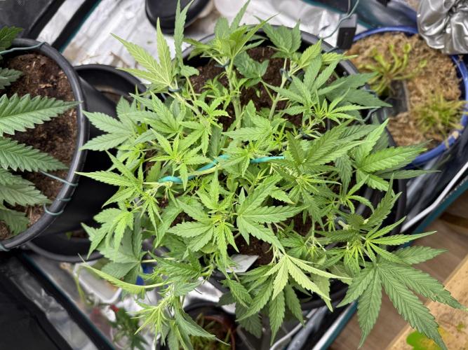 G4.2.26 - GHSC Skywalker. Week 5 - 21.07