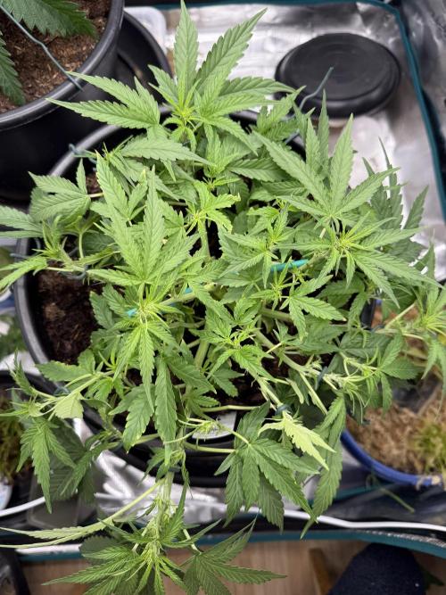 G4.2.26 - GHSC Skywalker. Week 5 - 22.07