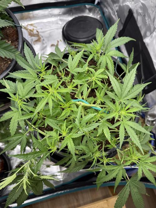 G4.2.26 - GHSC Skywalker. Week 5 - 23.07