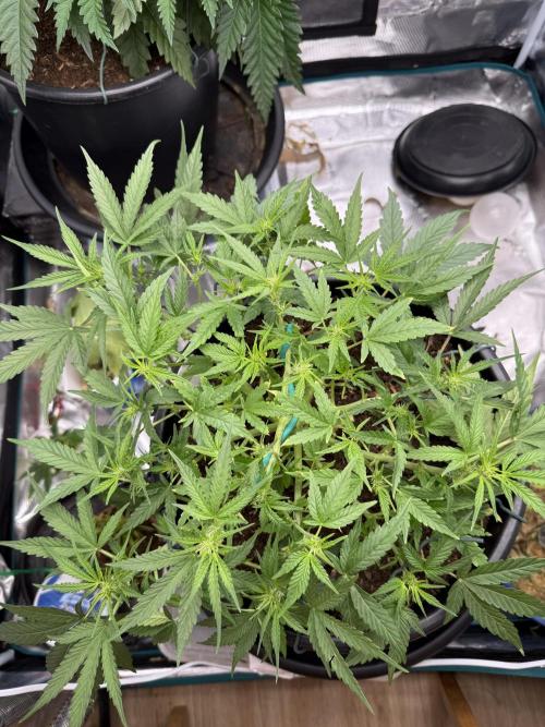 G4.2.26 - GHSC Skywalker. Week 5 - 24.07