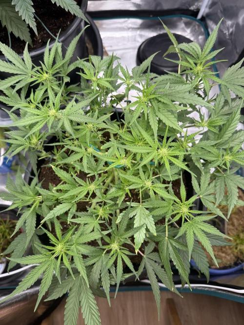 G4.2.26 - GHSC Skywalker. Week 6 - 25.07