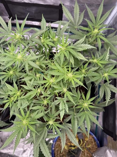 G4.2.26 - GHSC Skywalker. Week 6 - 26.07