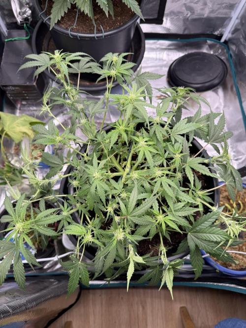 G4.2.26 - GHSC Skywalker. Week 6 - 27.07