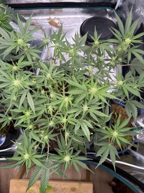 G4.2.26 - GHSC Skywalker. Week 6 - 28.07
