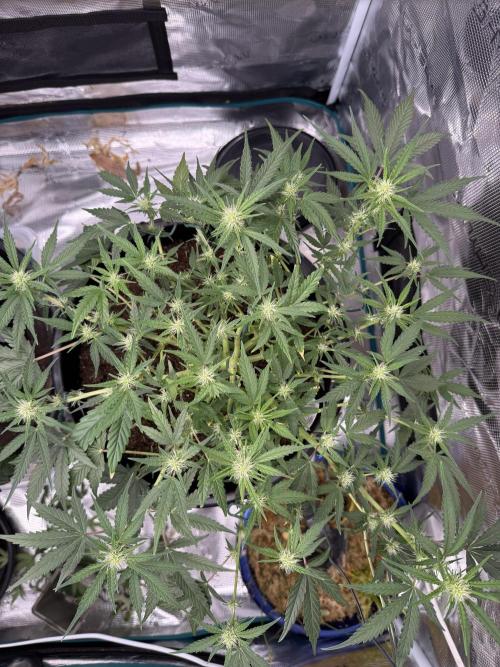 G4.2.26 - GHSC Skywalker. Week 6 - 29.07