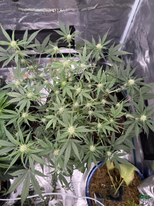 G4.2.26 - GHSC Skywalker. Week 6 - 30.07