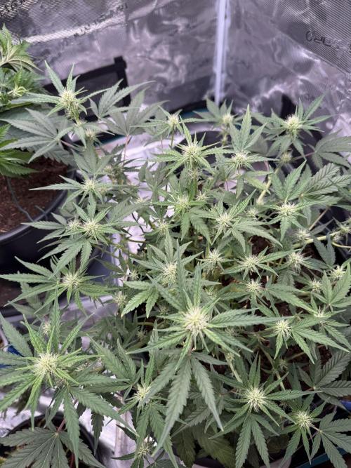 G4.2.26 - GHSC Skywalker. Week 6 - 31.07
