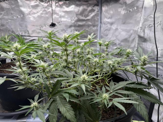 G4.2.26 - GHSC Skywalker. Week 6 - 31.07 canopy