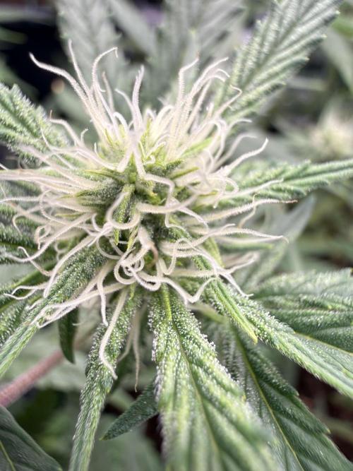 G4.2.26 - GHSC Skywalker. Week 6 - 31.07 flower close up