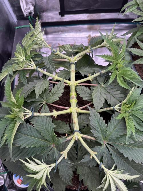 G3.2.26 - TerpyZ Fruit Trees. Week 6 - 26.07