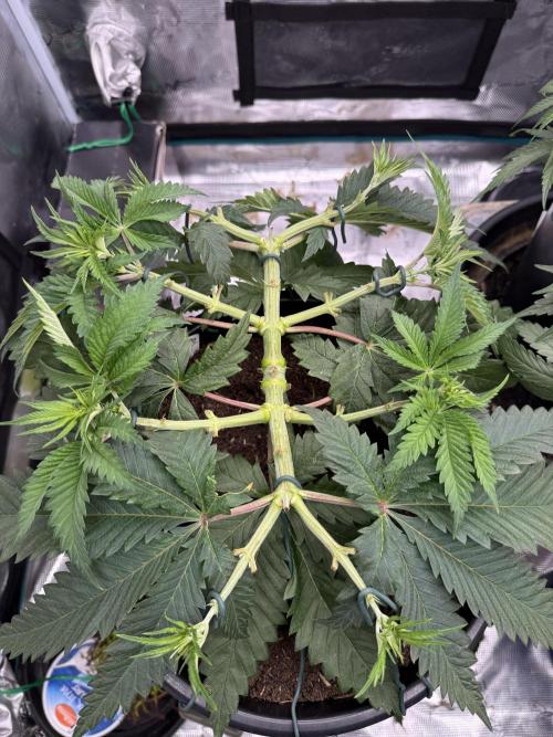G3.2.26 - TerpyZ Fruit Trees. Week 6 - 27.07